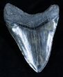Inch Black Megalodon Tooth - Beast #2954-2